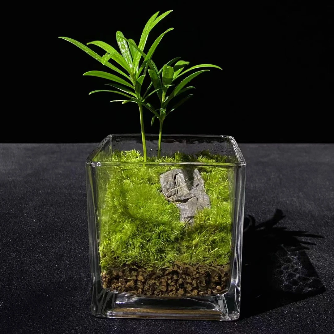【相拥8*8】桌面绿植苔藓微景桌面摆件生态景观鲜活植物全套成品