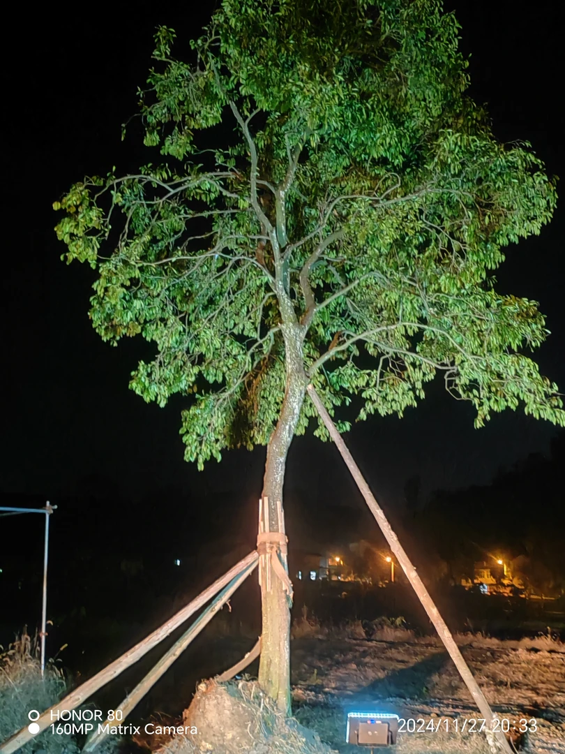 金弹子地景庭院树