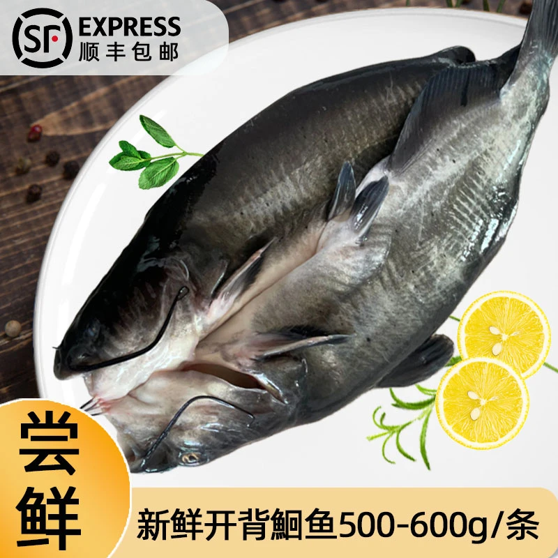 鑫正源产地新鲜鮰鱼500-600g/条开背鲜杀真空发货叉尾鮰鱼江团鱼