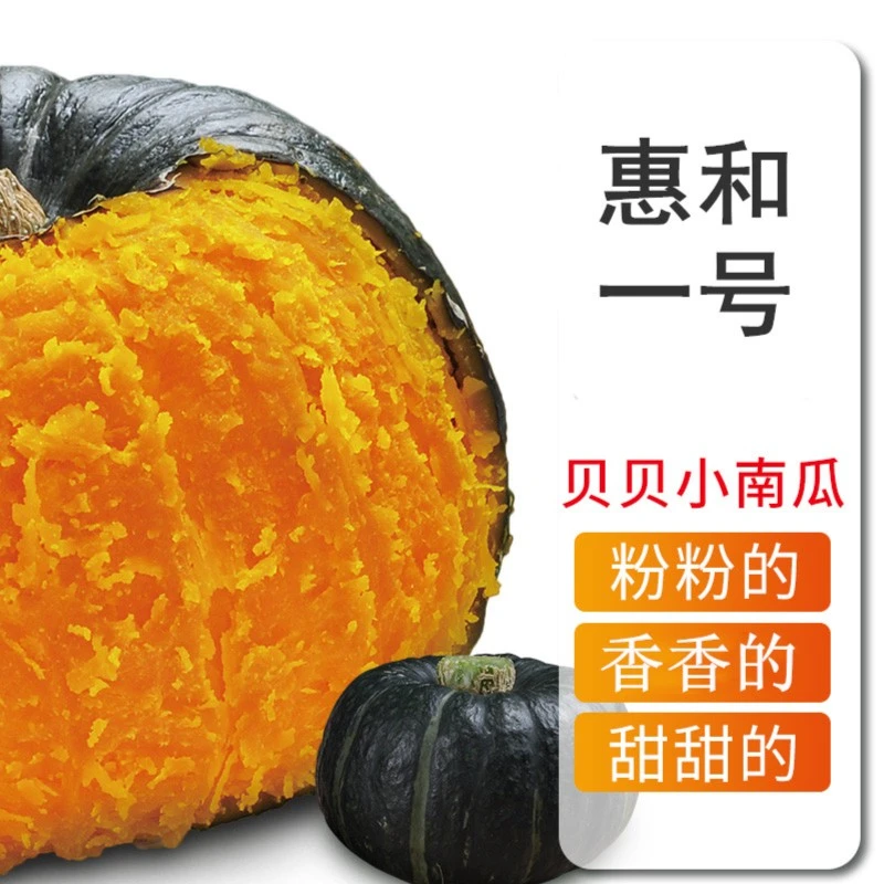 潍县贝贝蔬菜正宗板栗味粉面孕妇宝宝辅食新鲜小南瓜3/5斤