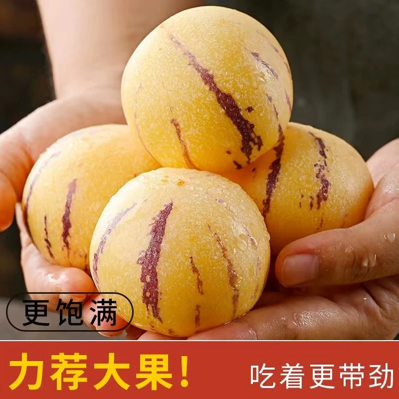 【树上熟】云南石林人参果大果水果黄肉圆果3/5/10箱人形人生果