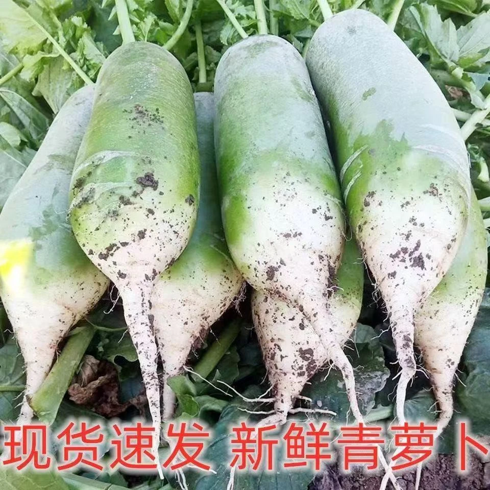 河南青萝卜生吃脆多汁新鲜白萝卜1/5/10斤批发新鲜蔬菜现摘现发