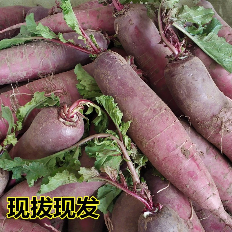 农家自种紫红皮萝卜现拔穿心红萝卜脆辣萝卜红皮长萝卜新鲜蔬菜