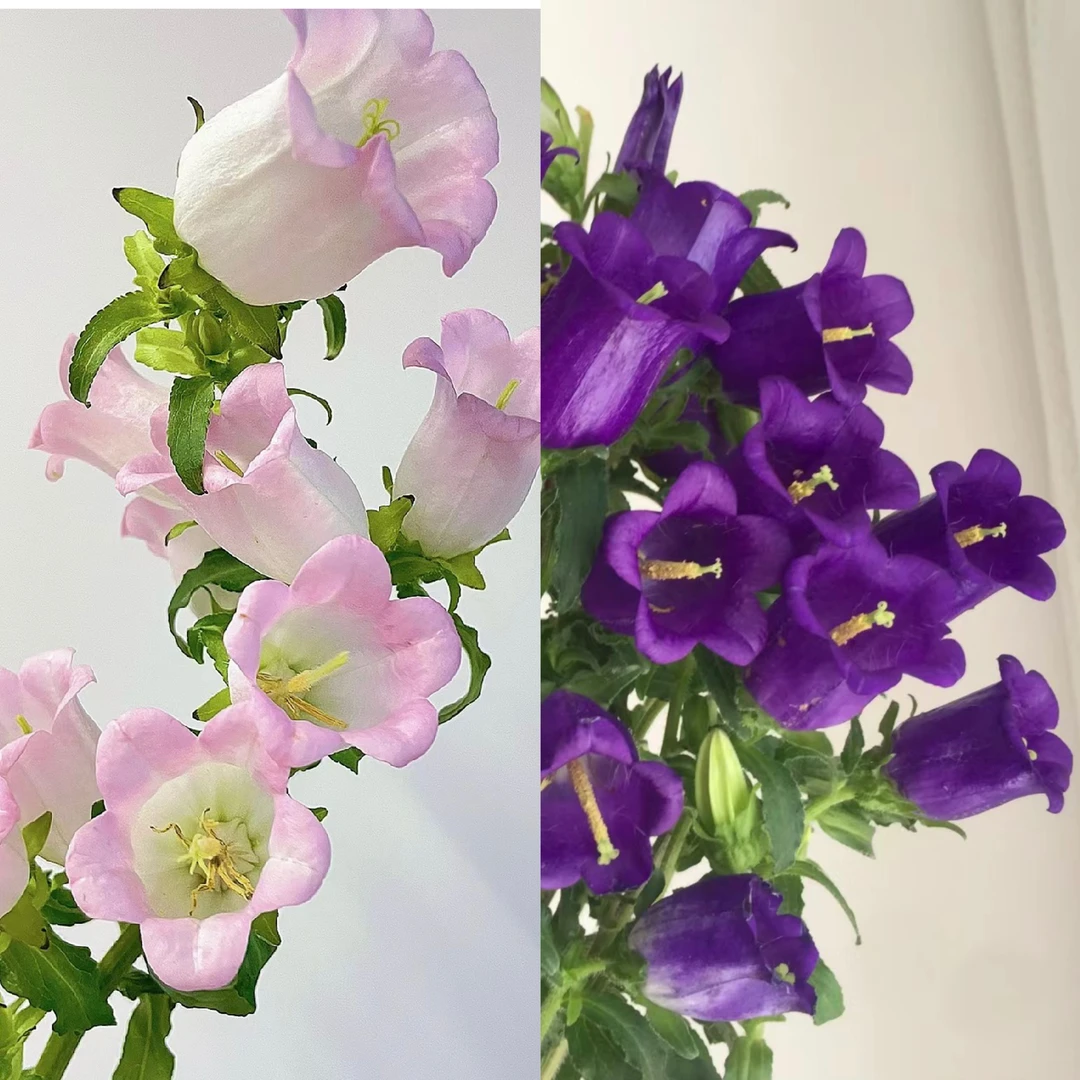 【风铃花】开花机器阳台庭院盆栽花卉绿植物室内室外四季开花好养活