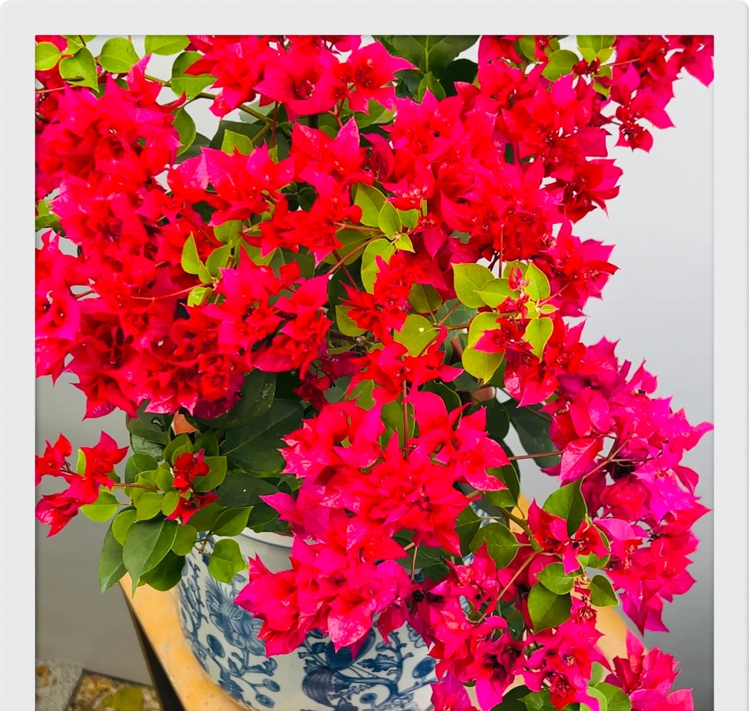 指定链接【一物一拍】三角梅品种苗勤花爬藤飘枝易活紫色开花植株