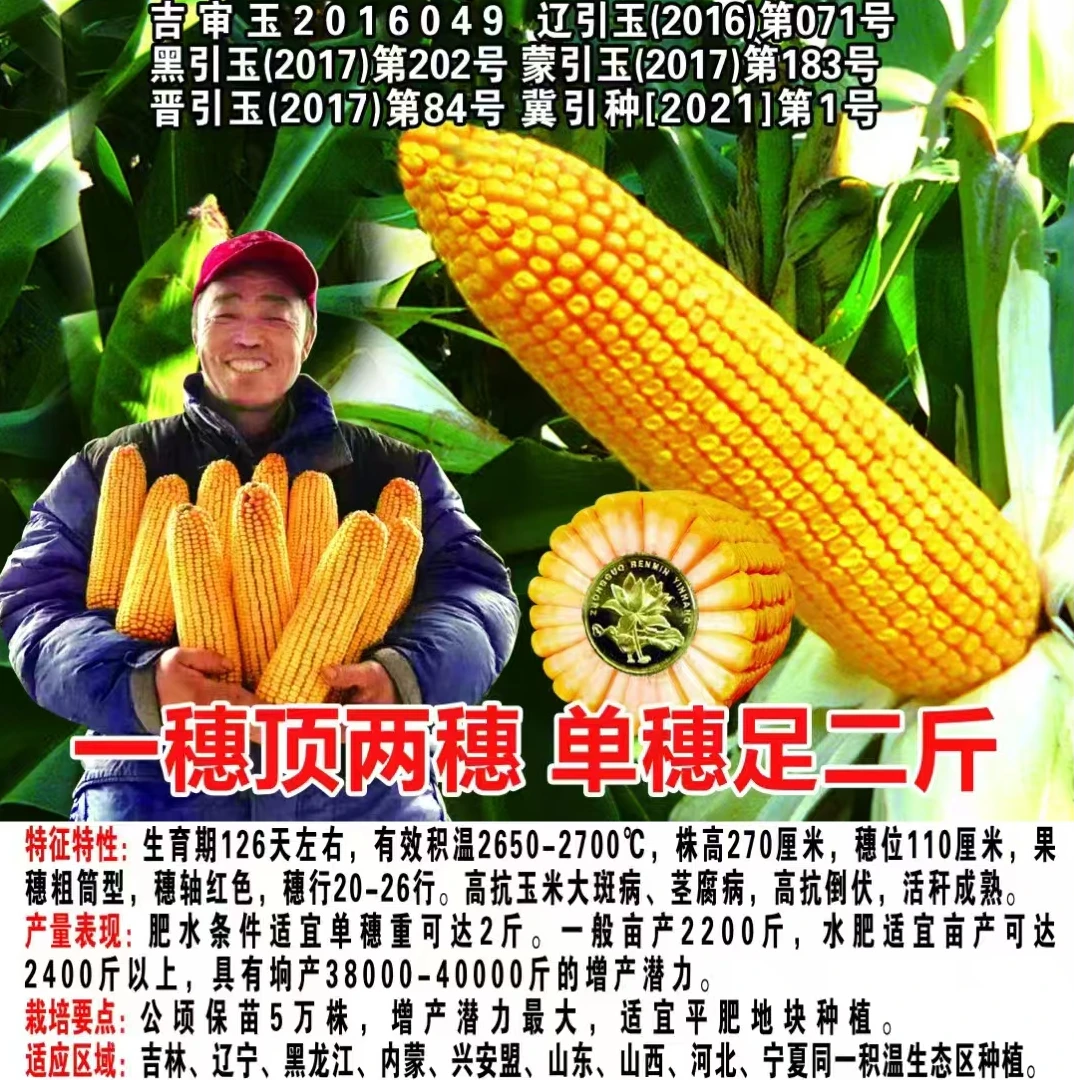 稀植大棒王，矮秆大棒巨无霸