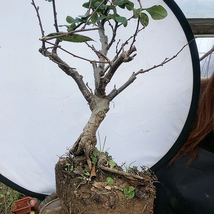 多色海棠依旧盛开