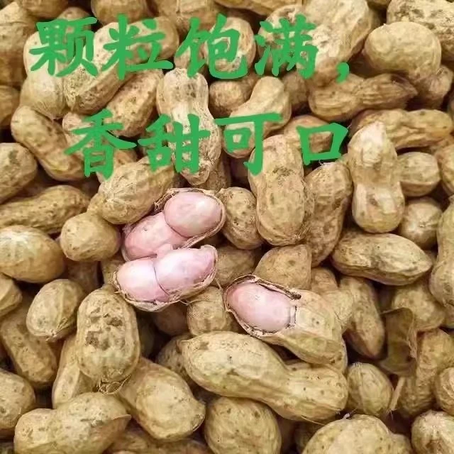2024年新鲜生花生湿花生带壳红皮花生米现挖农家自种可生吃水煮