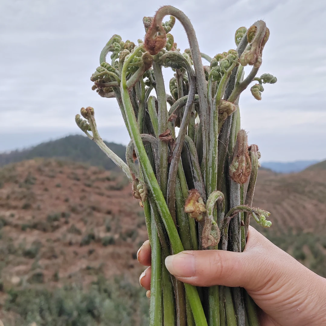贵州野生蕨菜、甜蕨菜、龙爪手、拳头菜、春季野菜、蕨菜腊肉、酸蕨菜
