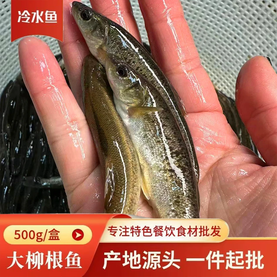 冷水鱼，柳根鱼，小溪里的小鱼，无刺软骨