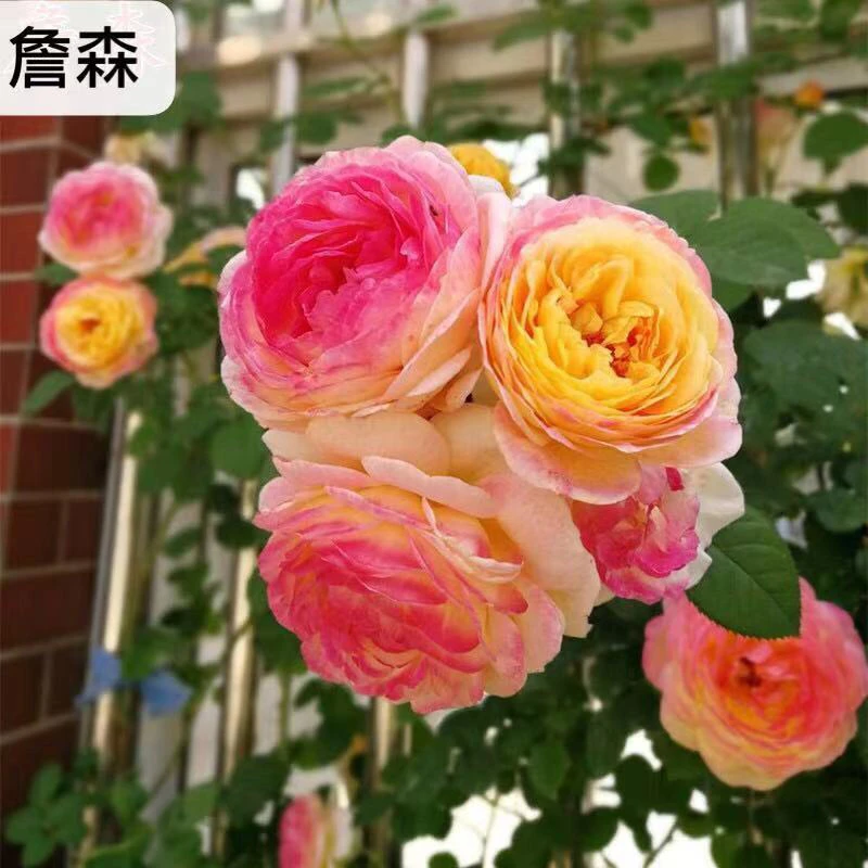 詹森爬藤月季渐变复色大花浓香月季多季开花