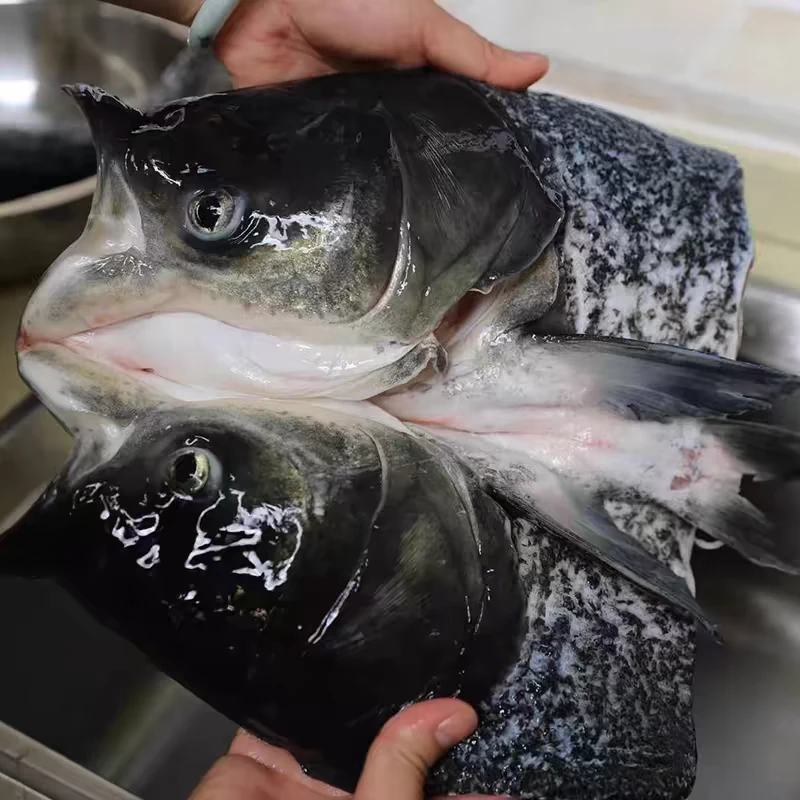 大鱼头大花鲢白鲢鱼头剁椒鱼头现杀新鲜大鱼头食材大鲢鳙淡水鱼