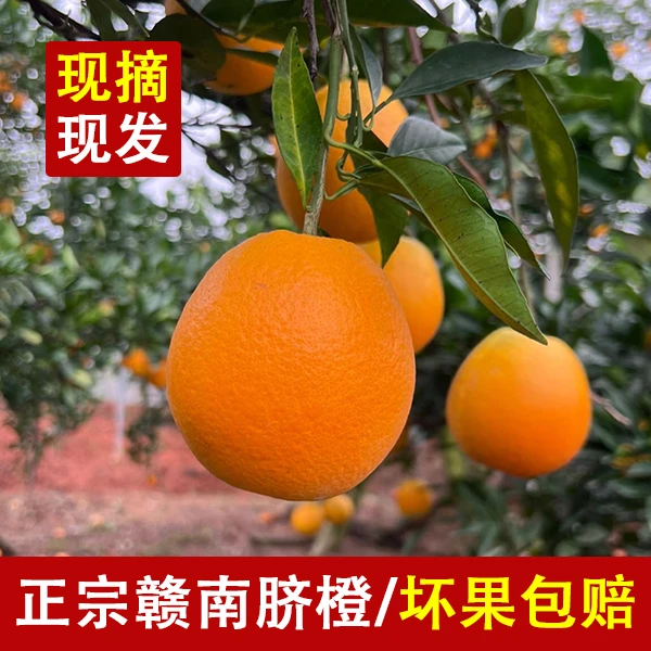 正宗赣南脐橙新鲜水果应季现摘现带箱小果10斤