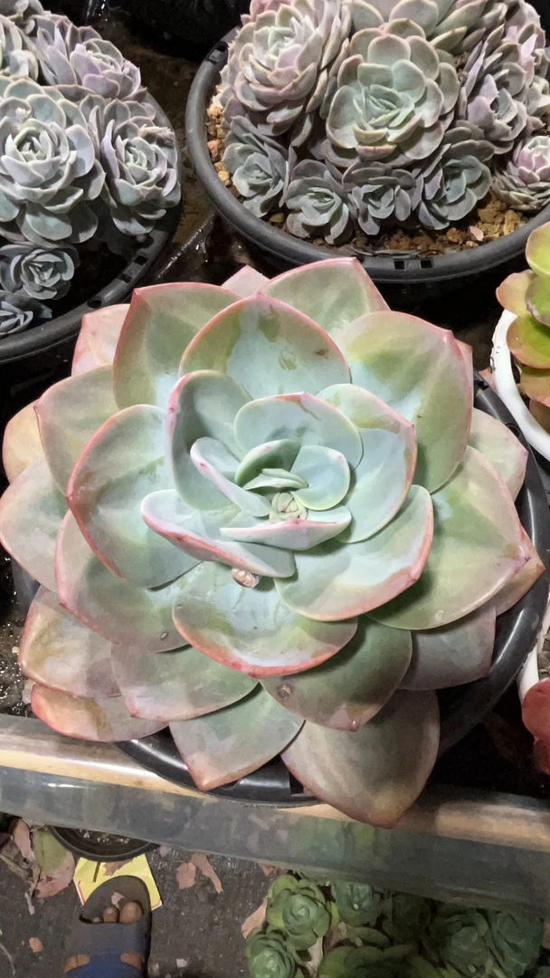 多肉植物  直播间一物一拍