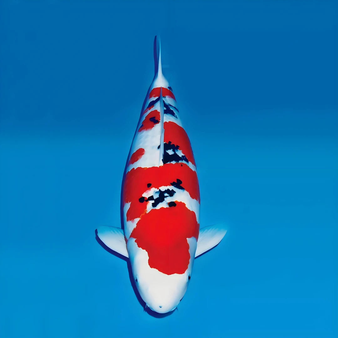 熙源锦鲤 血统锦鲤（图片仅供参考）