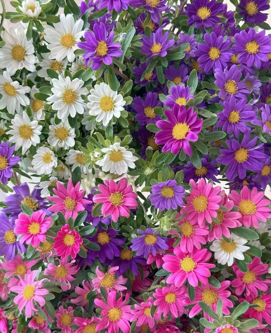 小菊 （混色） 草花类 云南鲜花基地直发 一单顺丰包邮