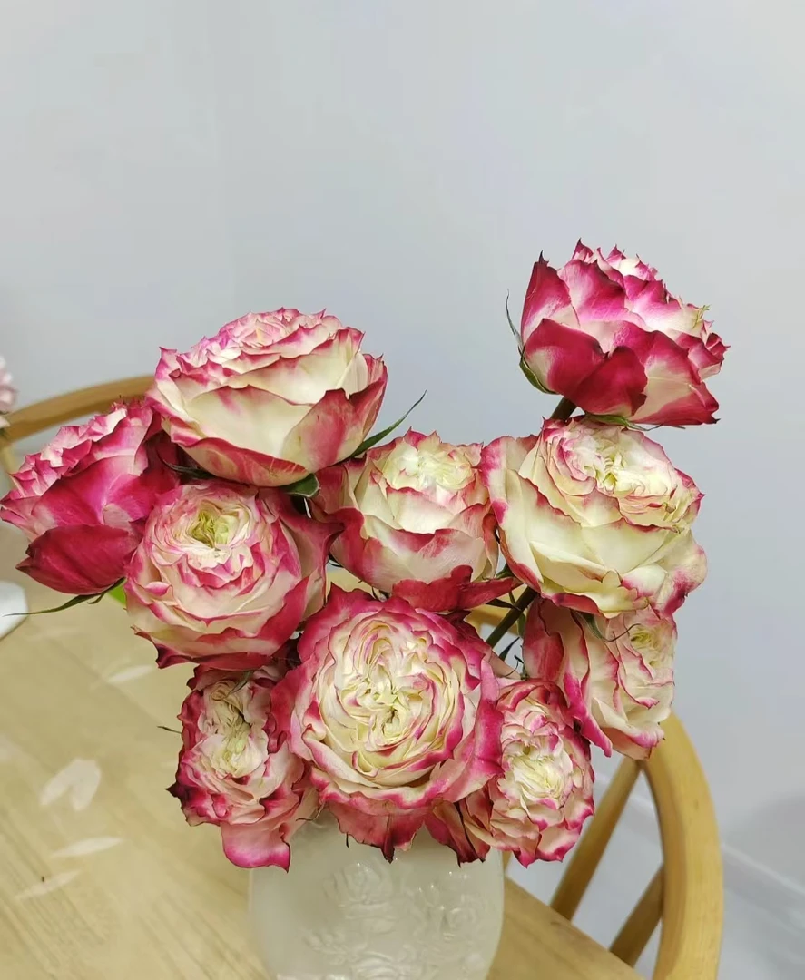 苹果杰克   单头玫瑰 云南鲜花基地直发  一单顺丰包邮
