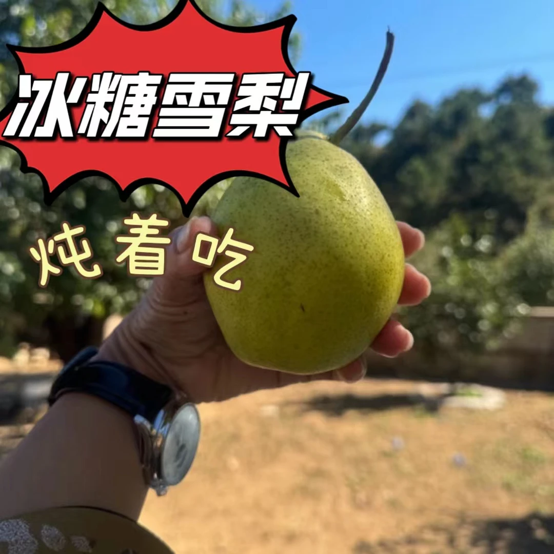 冰糖雪梨炖着吃雪花梨百年老树老品种新鲜采摘个大多汁五斤包邮