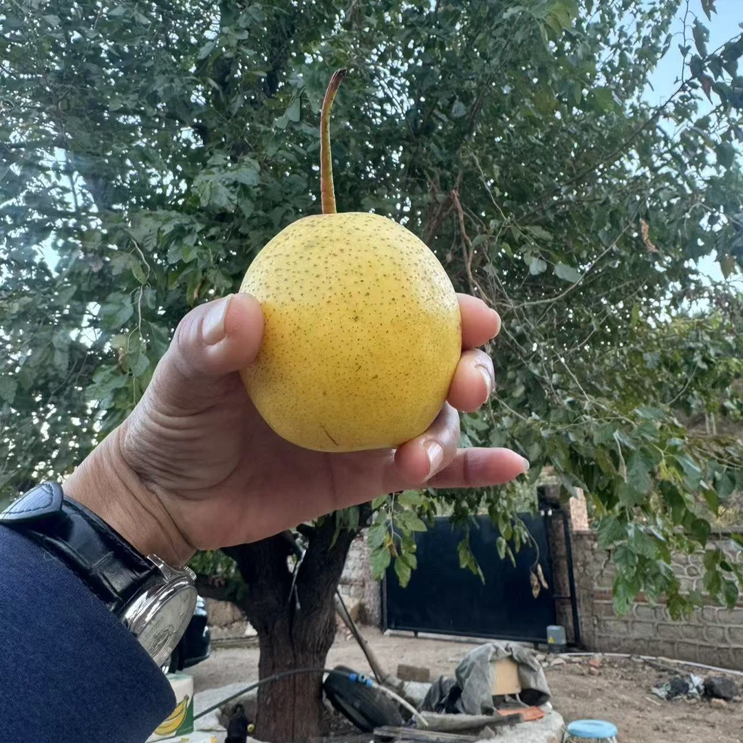 白梨东北辽宁白梨滋润肺宝宝细皮肉厚汁水多咳秋冬必备痰老人孩子