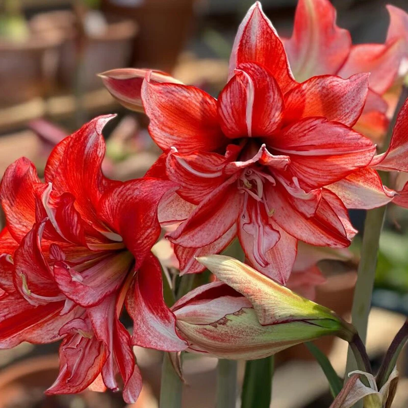 火焰黛丝 荷兰进口朱顶红种球重瓣包对版