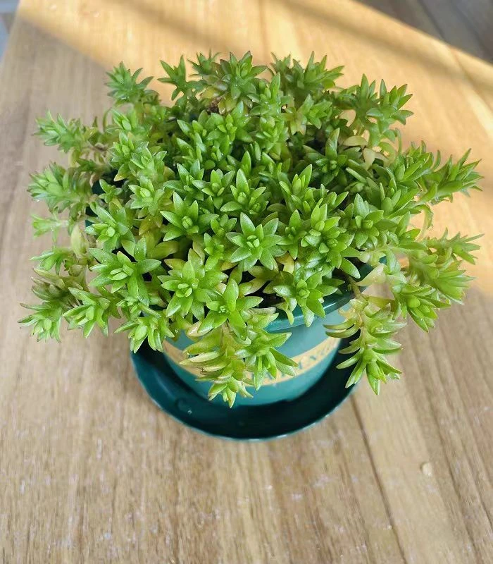 垂盆草盆栽绿植正宗垂盆草蛇丹草绿植吊兰绿化植物狗牙瓣养..肝菜