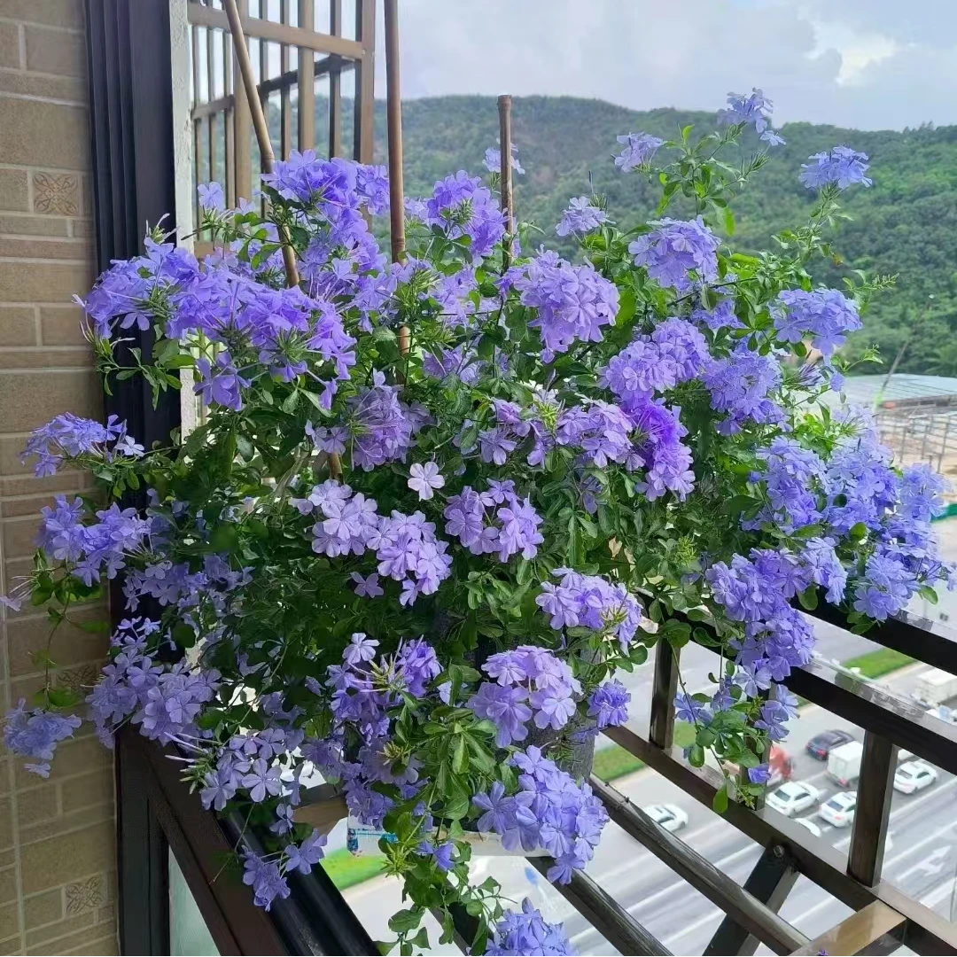 1加仑蓝雪花多年生草本可爬藤造型耐热耐晒花园阳台庭院易养护