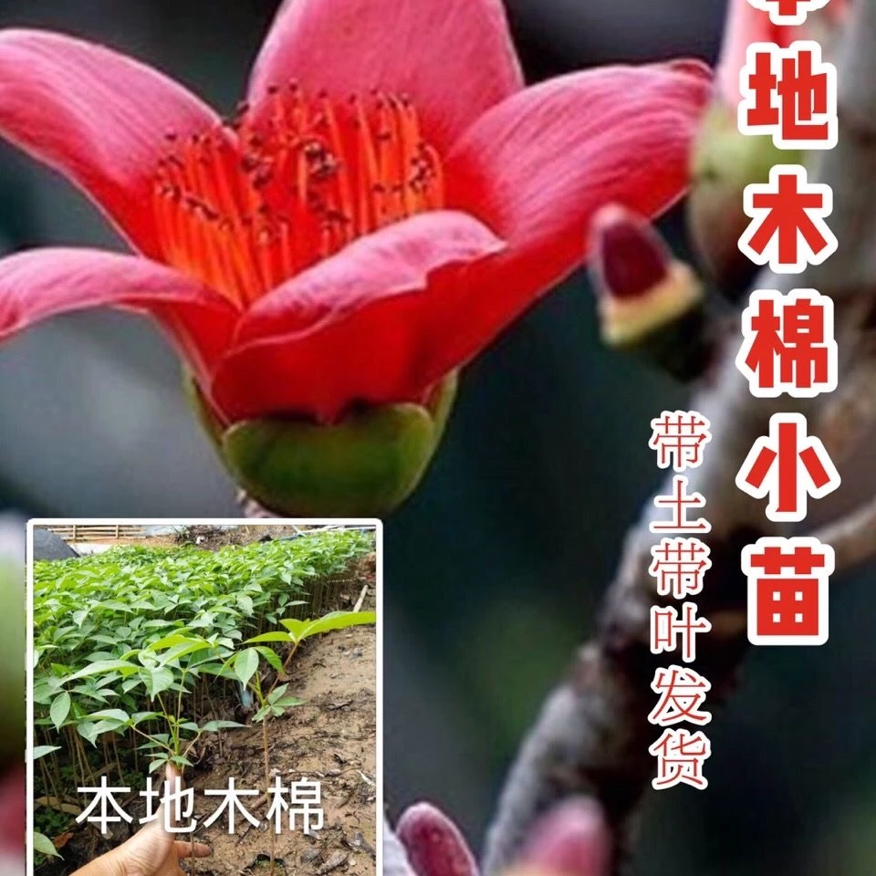 红木棉树本地乡土树木红花木棉广东木棉树苗广州木棉花名贵苗木