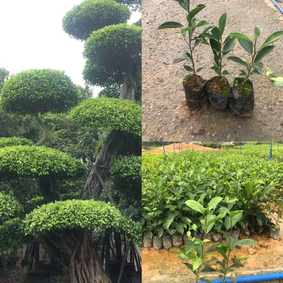 正宗小叶榕苗 小叶榕树树苗 细叶榕苗 长根须 庭院别墅绿化树苗木