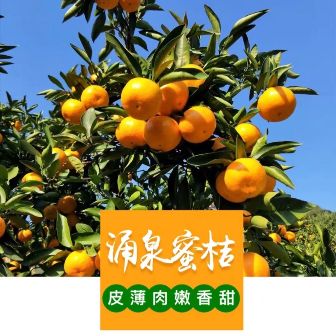 浙江台州临海涌泉蜜桔无核新鲜橘孕妇小孩水果包邮涌泉高山蜜桔