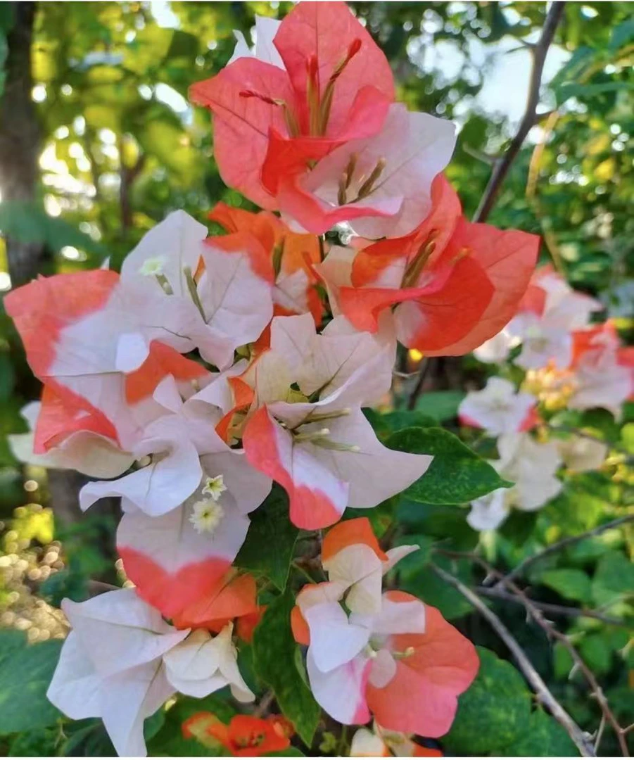 卉宇三角梅橙口红嫁接苗