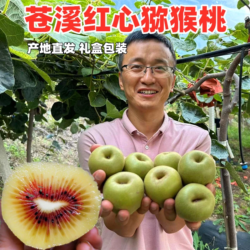 正宗苍溪红心猕猴桃四川特产新鲜水果奇异果现摘现发中大果5-9斤