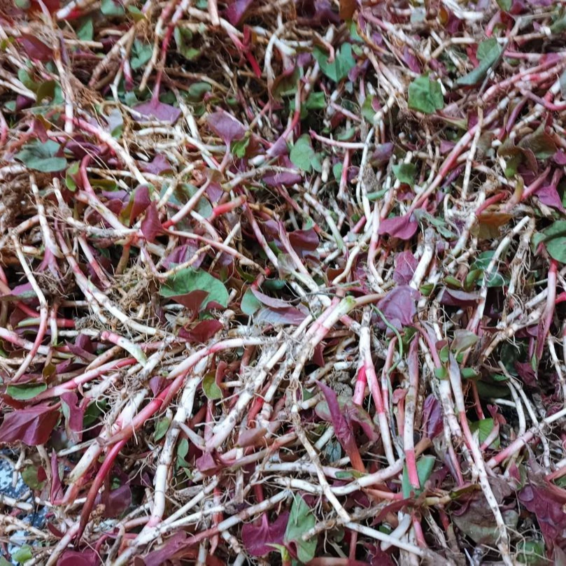 四川广元苍溪折耳根1500g农村田坎山坡新鲜现挖鱼腥草