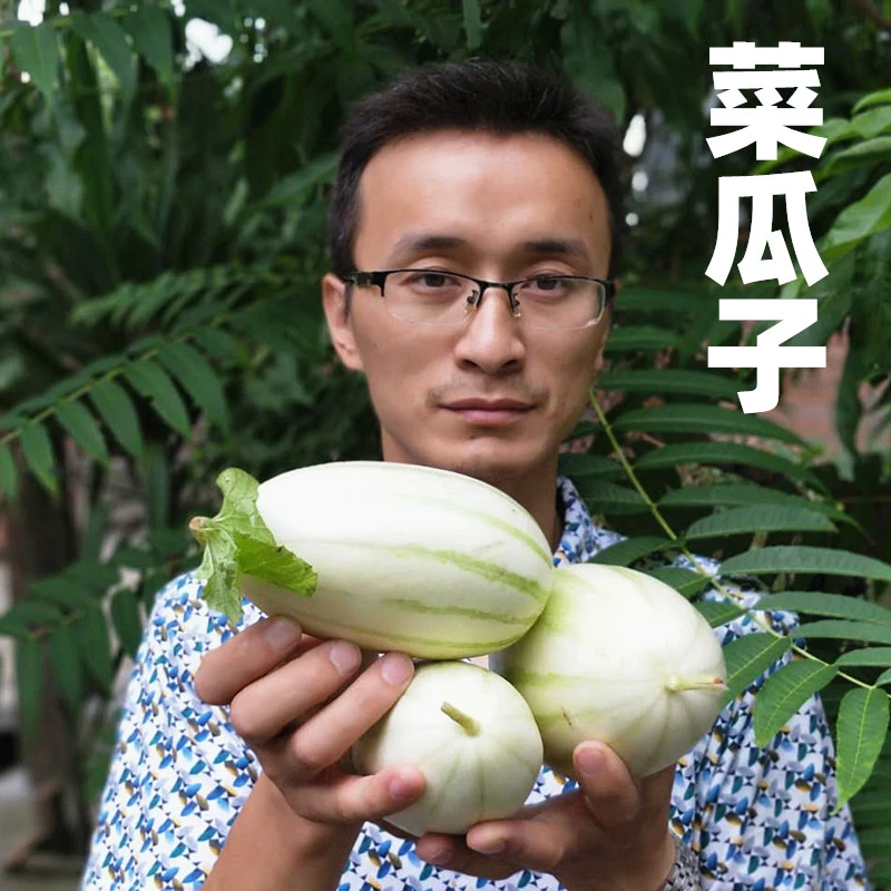 四川菜瓜子广元农家种植菜瓜子炖菜凉拌等5斤装包邮