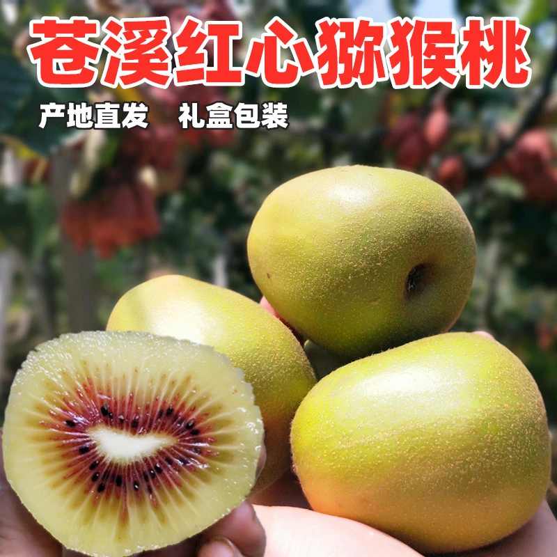 正宗苍溪红心猕猴桃特产新鲜水果奇异果现摘现发中大果5-9斤