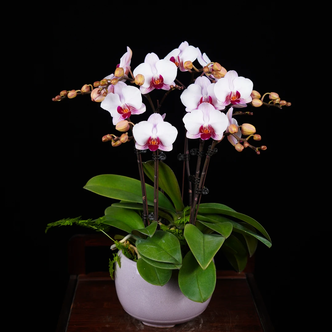 【粉宝宝】甄选蝴蝶 欧品 有香味 室内绿植 花量大 绿色栽培发货