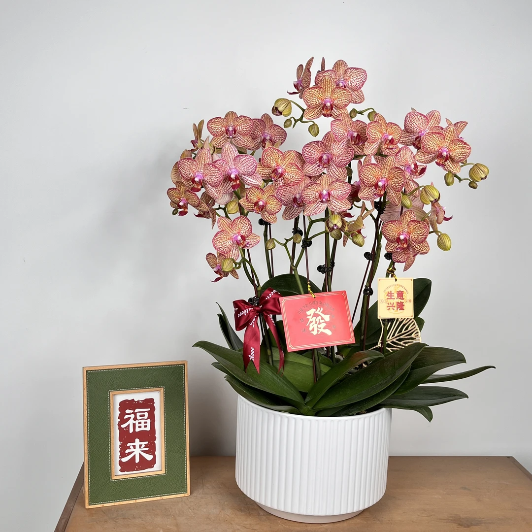 新春专属【锦鲤】 蝴蝶兰 花量大 花期长 好打理