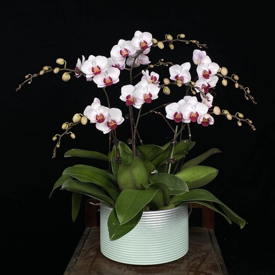 【貂蝉】甄选蝴蝶 欧品 有香味 室内绿植 花量大 绿色栽培发货