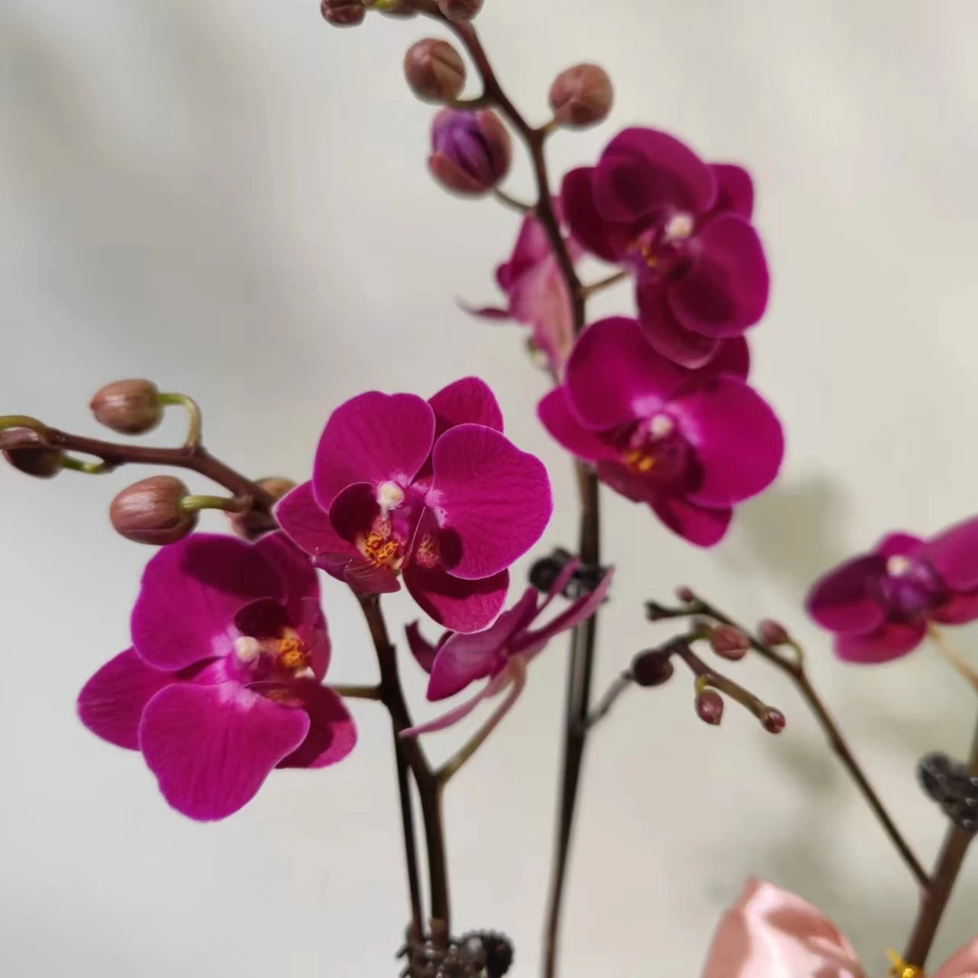 【咖啡】蝴蝶兰 花量大 养兰种植 开花发货绿色室内栽培