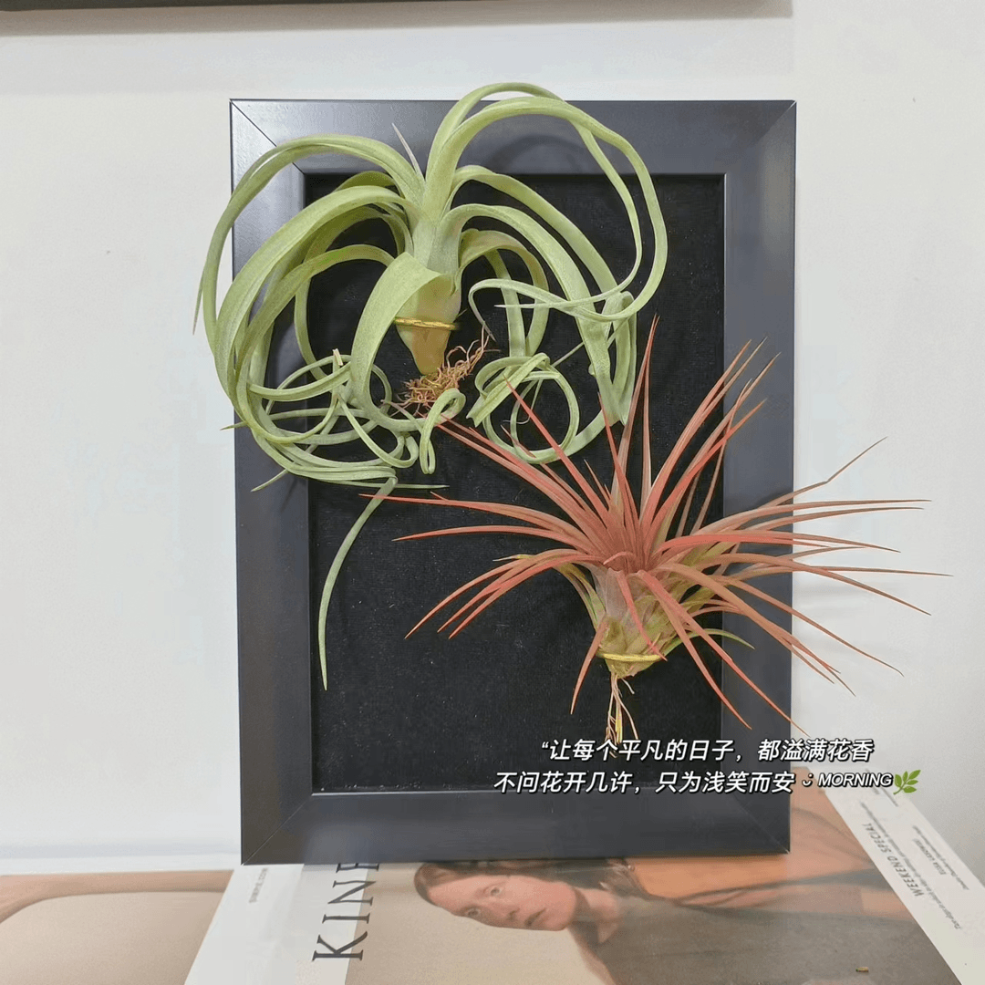 空气凤梨 艺术相框（花卷+红孩儿）室内绿植美观净化空气