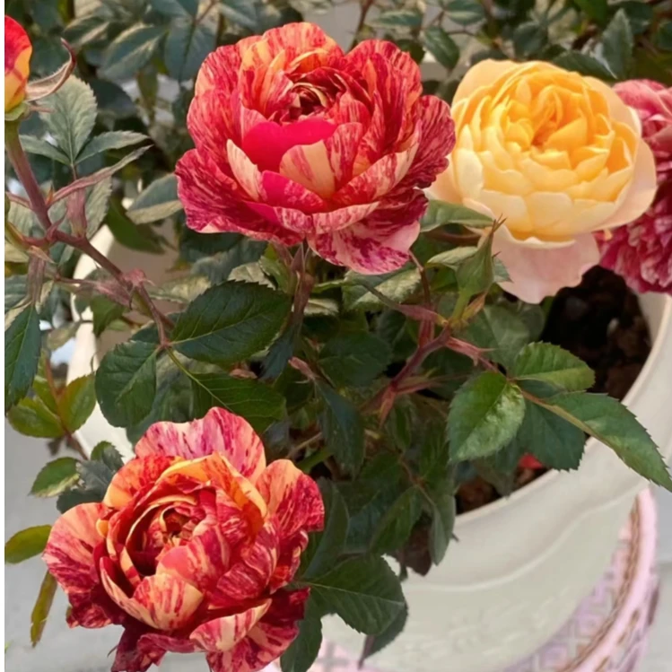 宜然园艺 果汁飞溅  1加仑灌木花苗欧洲月季多季节重复开花