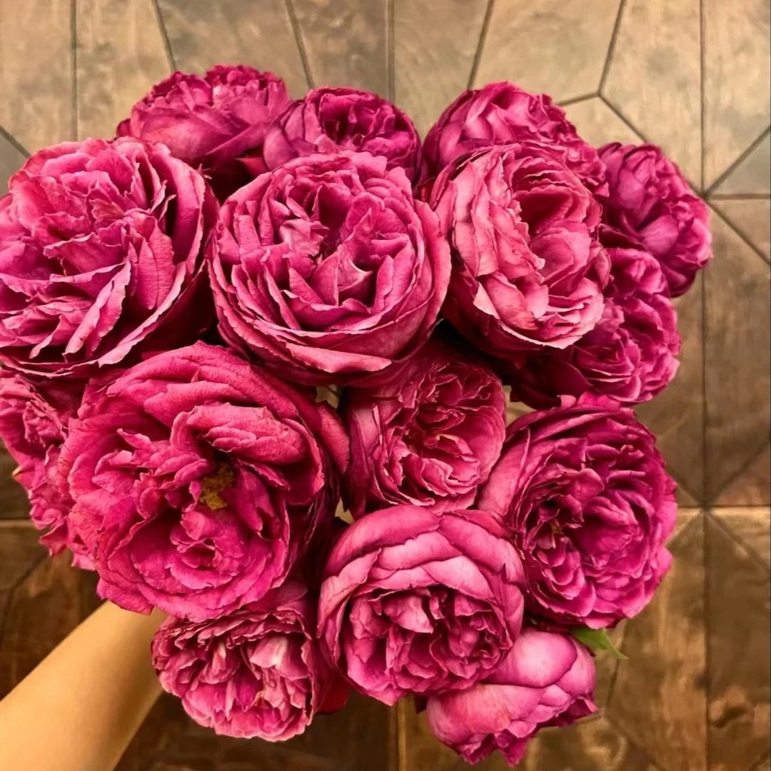 黑哥的花园伊芙芳香花园欧洲月季多季开花浓香抗病耐热阳台盆栽