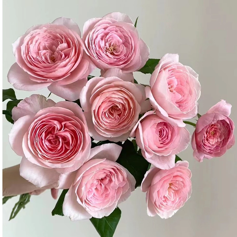 宜然园艺  娜荷马 2加仑藤本花苗欧洲月季多季节重复开花