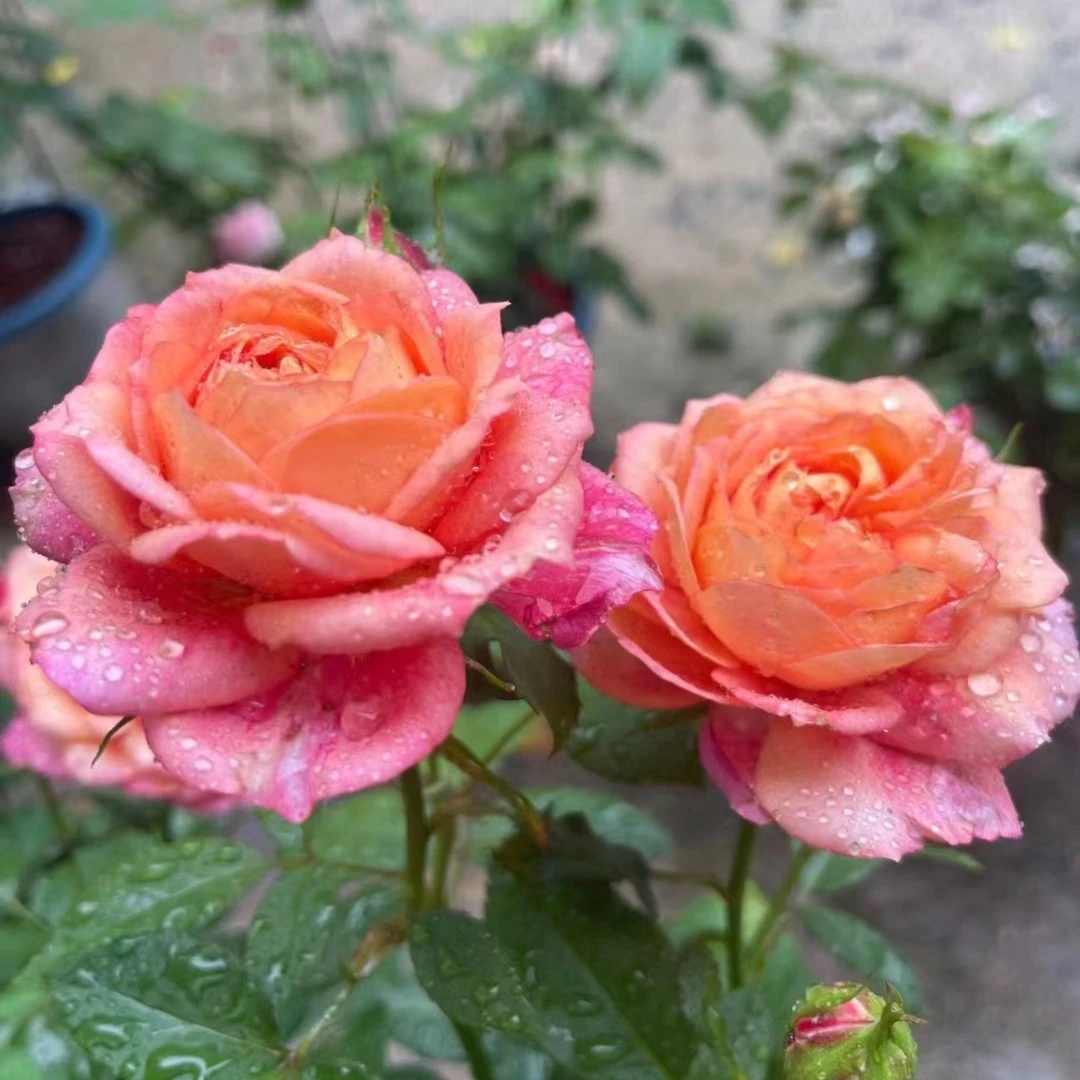 宜然园艺梦幻美人小1加仑灌木花苗欧洲月季多季节重复开花耐寒