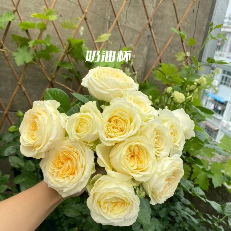 黑哥的花园奶油杯1.5加仑灌木欧洲月季多季节重复开花抗病性强