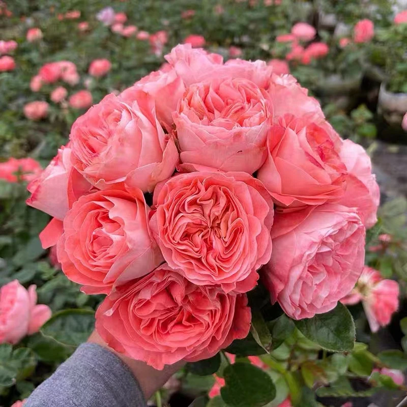 宜然园艺诺娃阳台棒棒糖1加仑灌木花苗欧洲月季多季节重复开花