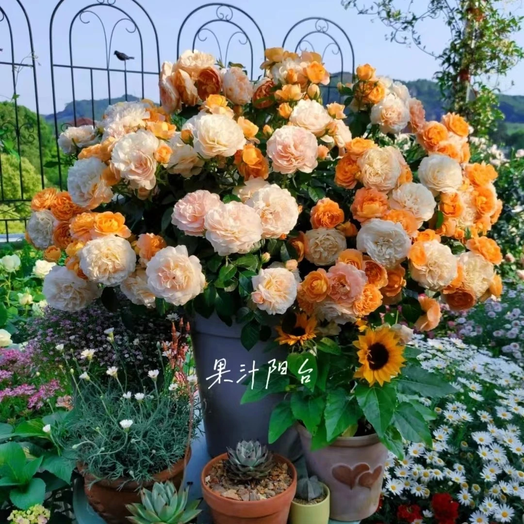 宜然园艺  黄金果汁棒棒糖  1加仑灌木月季多季节重复开花