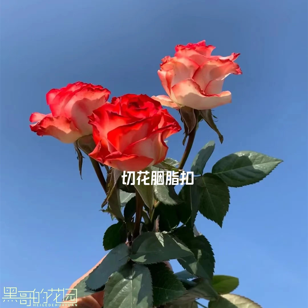 宜然园艺  切花胭脂扣 1.5加仑 灌木花苗欧洲月季多季节重复开花