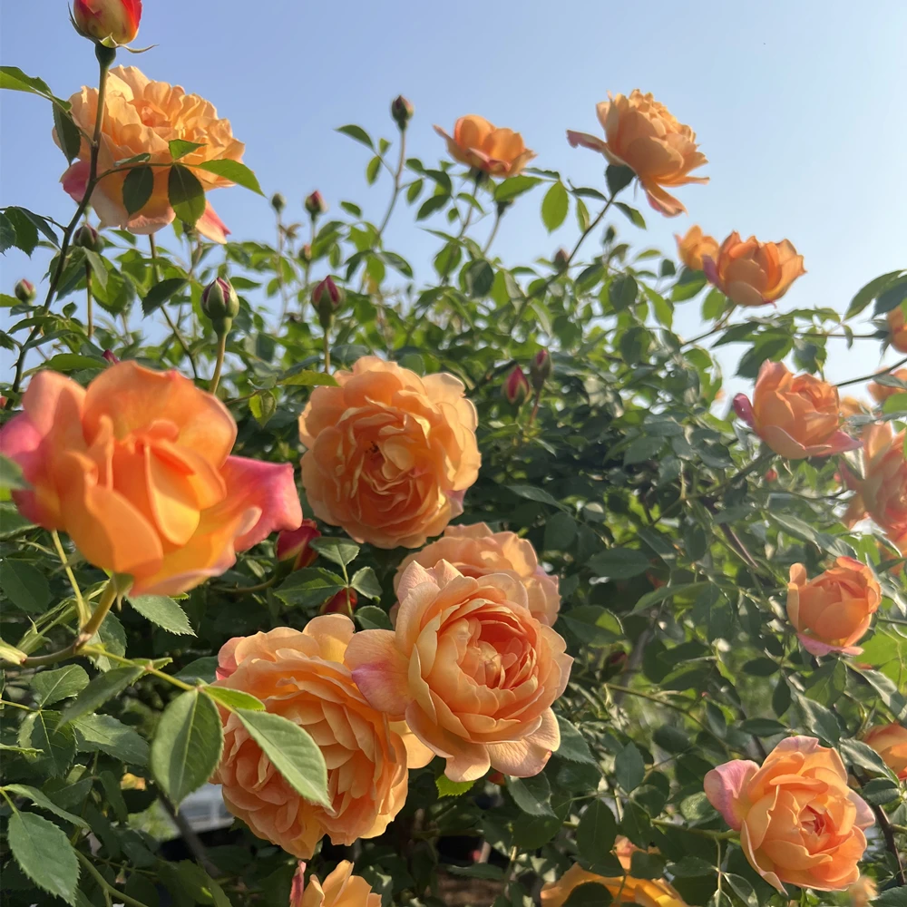 宜然园艺  夏洛特夫人 1加仑藤本欧洲月季多季节重复开花