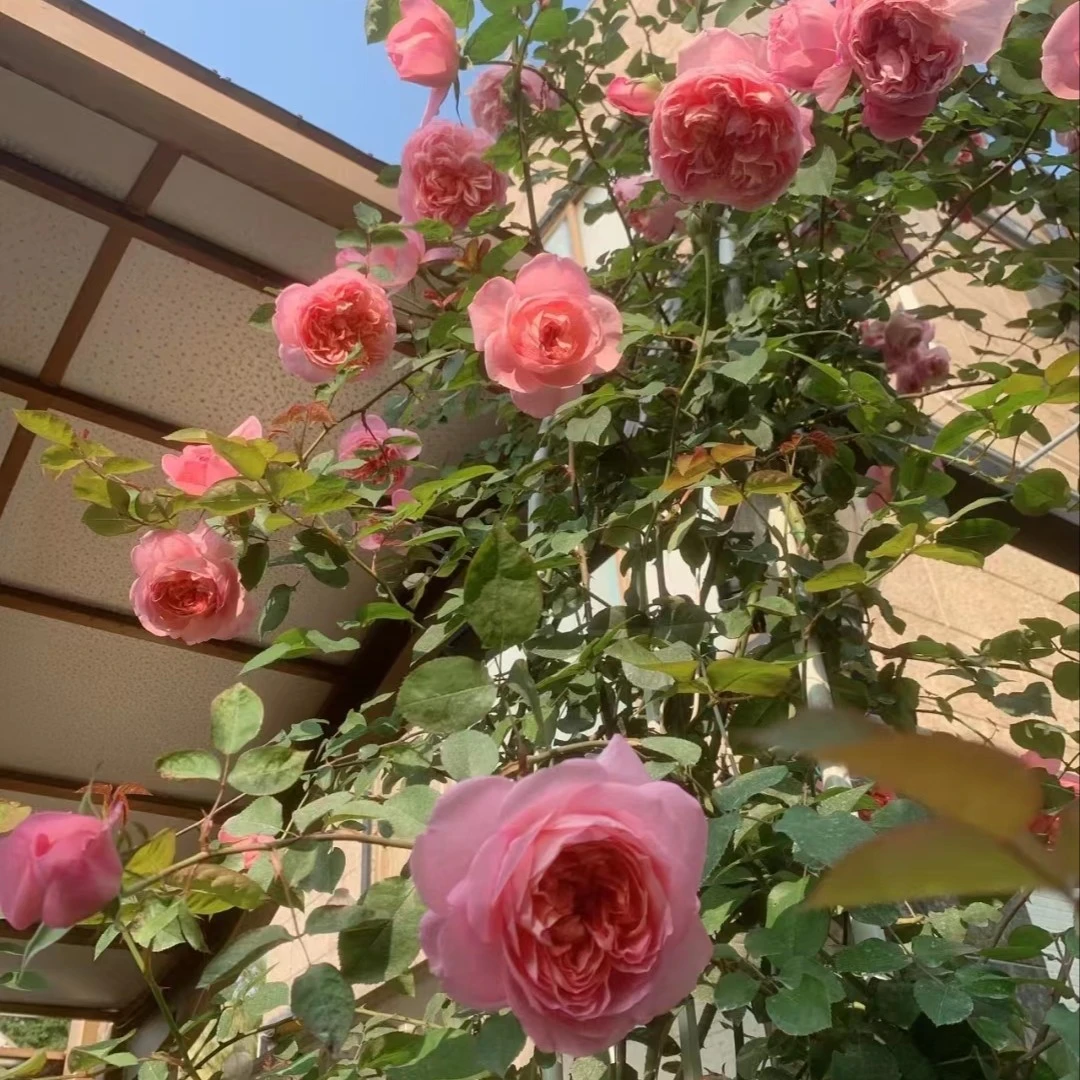 宜然园艺 舍农索城堡的女人 12杯藤本欧洲月季多季节重复开花