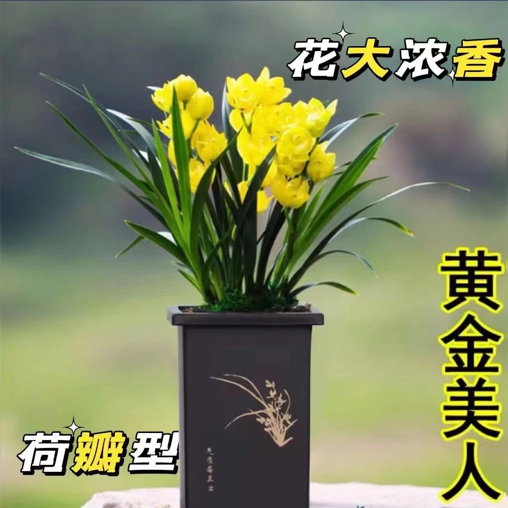 兰花苗【黄金美人】鲜花建兰盆栽室内花卉绿植阳台兰草窗台兰花